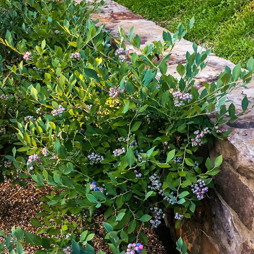 Blueberry (2.5 Quart) Deciduous Shrub Live Outdoor Plant W3103