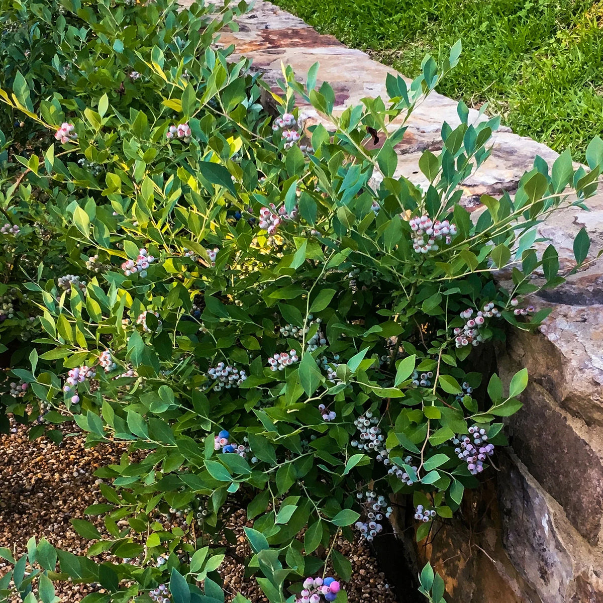 Blueberry (2.5 Quart) Deciduous Shrub Live Outdoor Plant W3103