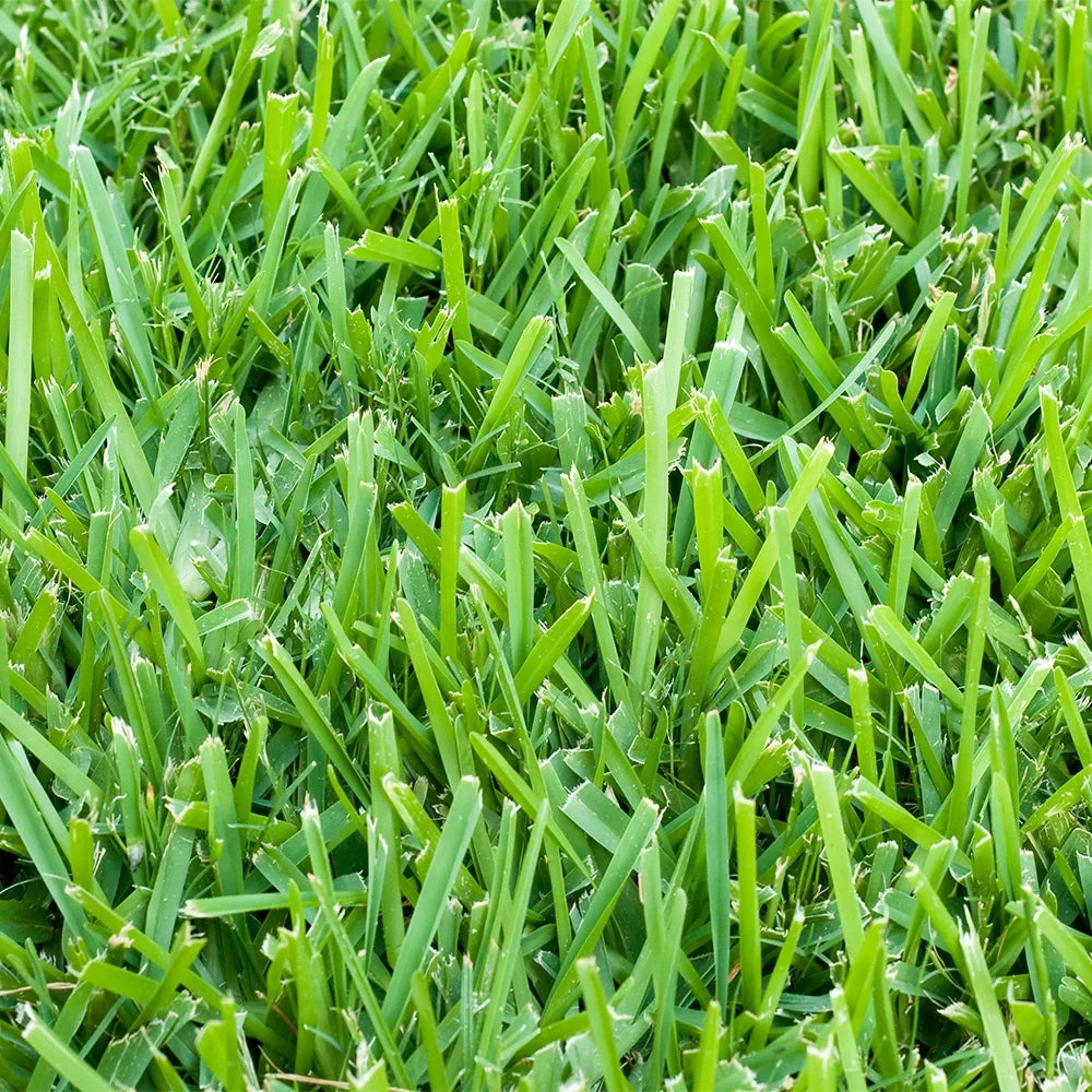500 sq. ft. Sod Pallet Q7532