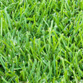 500 sq. ft. Sod Pallet Q7532