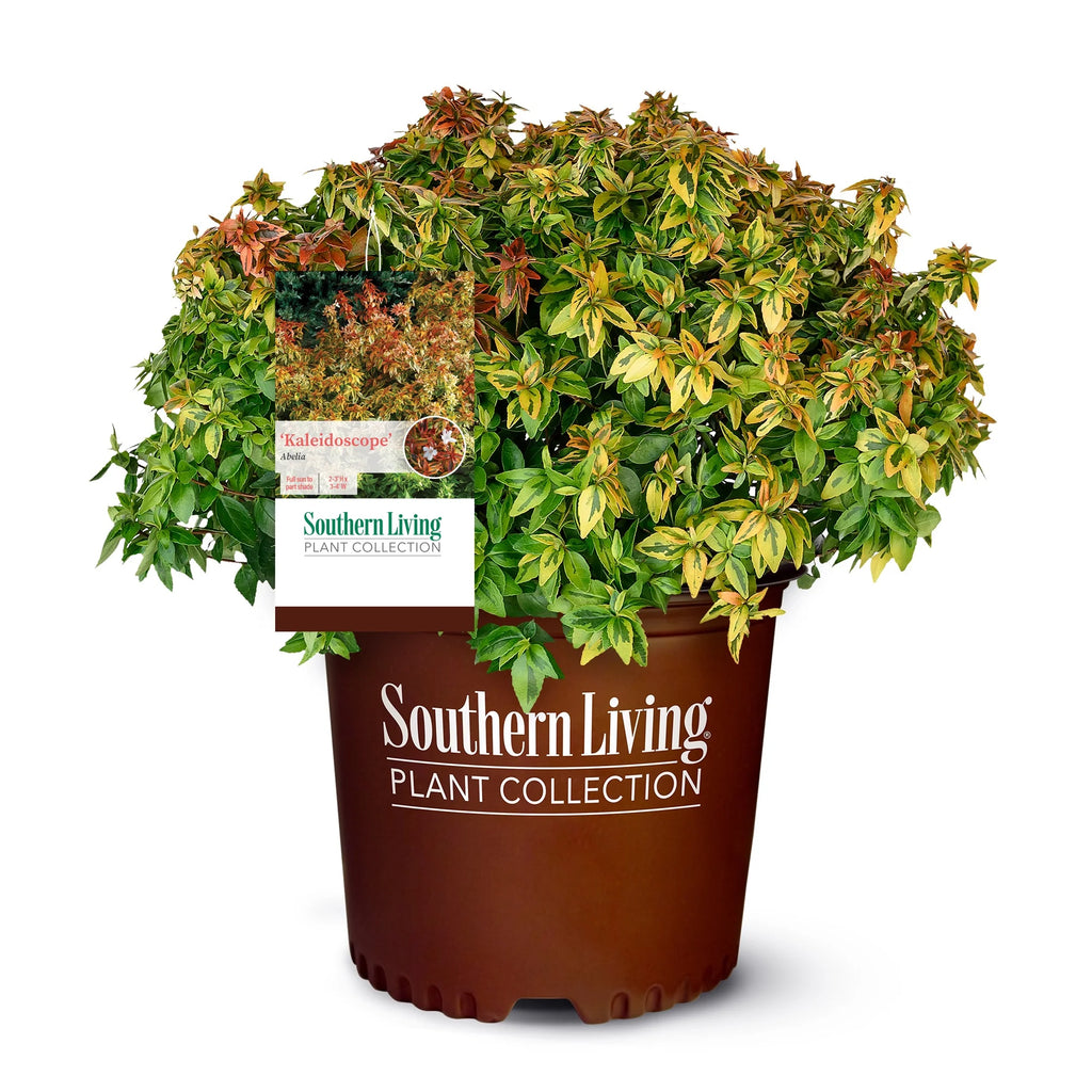 2 Gallon Live Shrub L721762