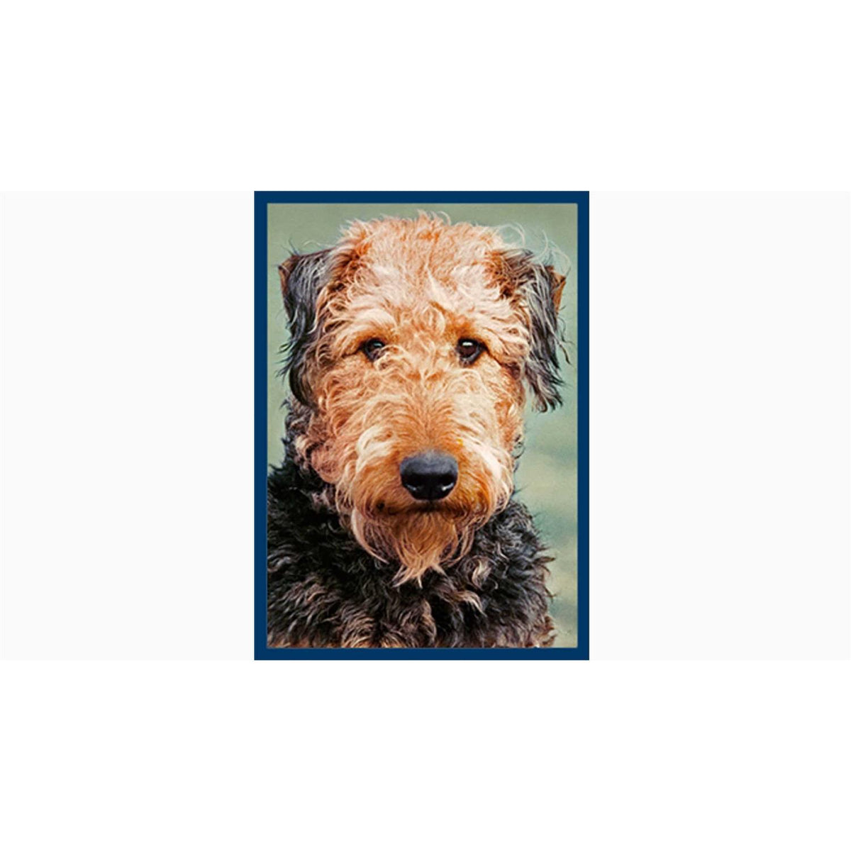 Grain-Free Lamb Recipe Dry Dog Food D431