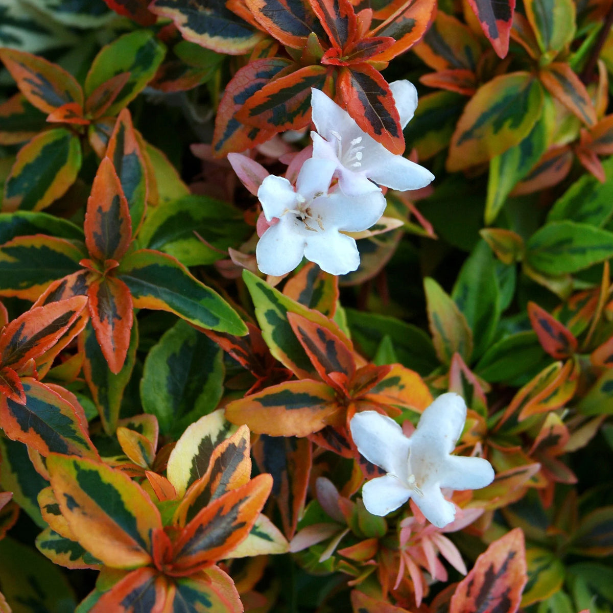 2 Gallon Live Shrub L721762