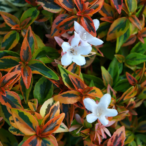 2 Gallon Live Shrub L721762