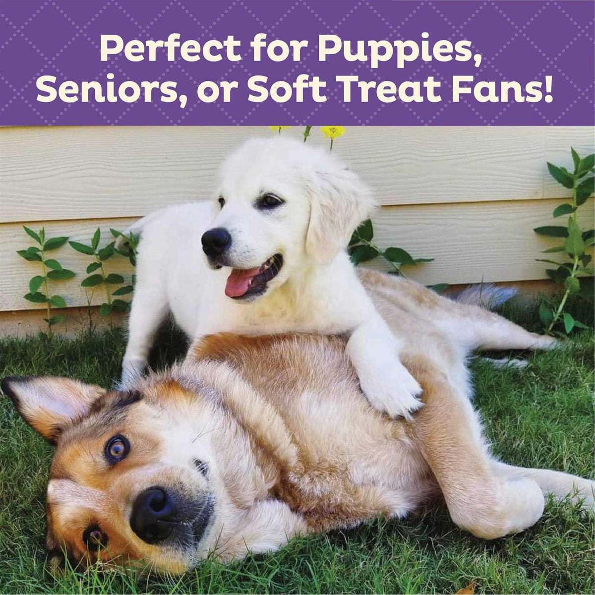 Soft & Tasty Peanut Butter & Bacon Biscuits Baked Dog Treats Mini I834871
