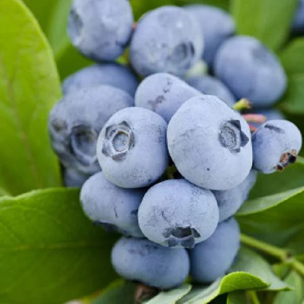 Blueberry (2.5 Quart) Deciduous Shrub Live Outdoor Plant W3103