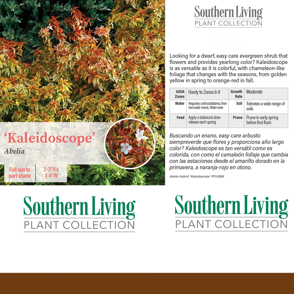 2 Gallon Live Shrub L721762