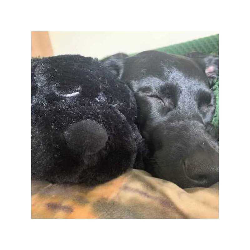 Puppy Toy Q676
