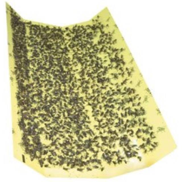 25 Pk Replacement Glue Boards for 911 Trap Z500