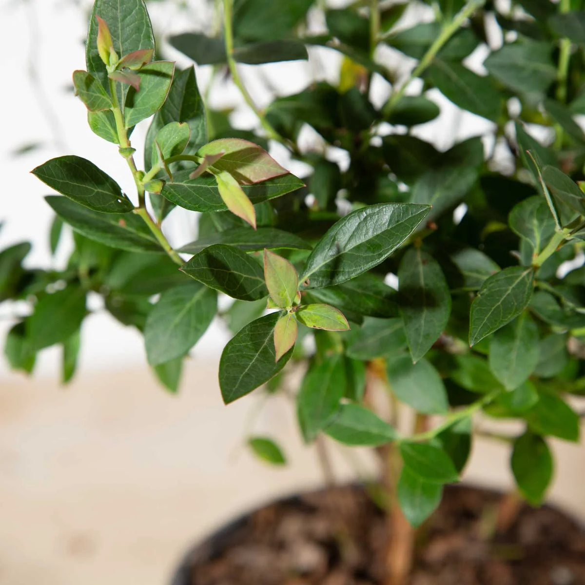Blueberry (2.5 Quart) Deciduous Shrub Live Outdoor Plant W3103