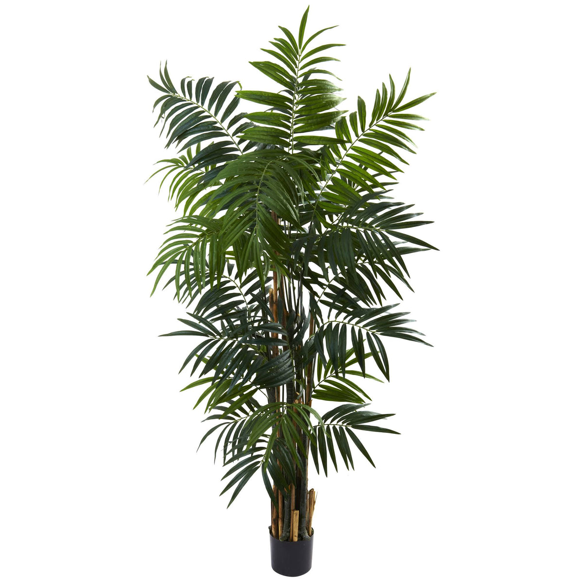 6 ft. Areca Palm Tree P275921