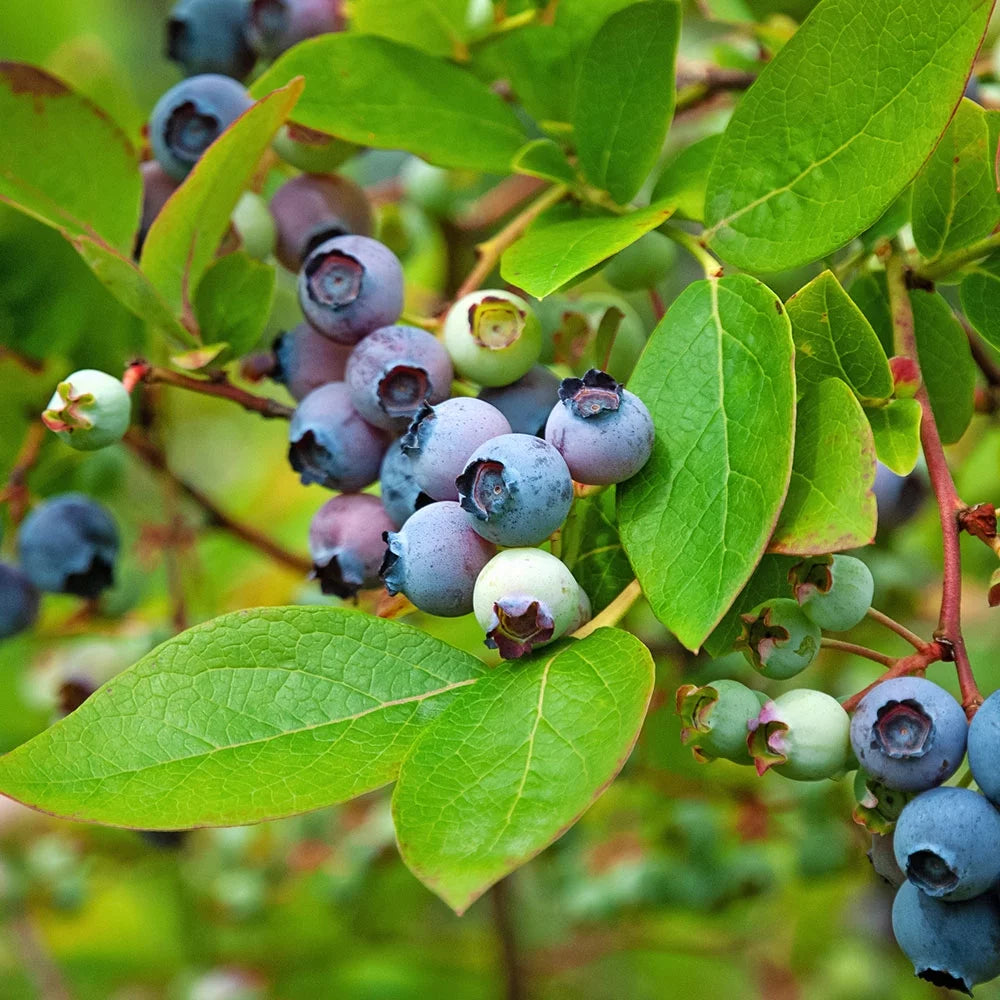 Blueberry (2.5 Quart) Deciduous Shrub Live Outdoor Plant W3103