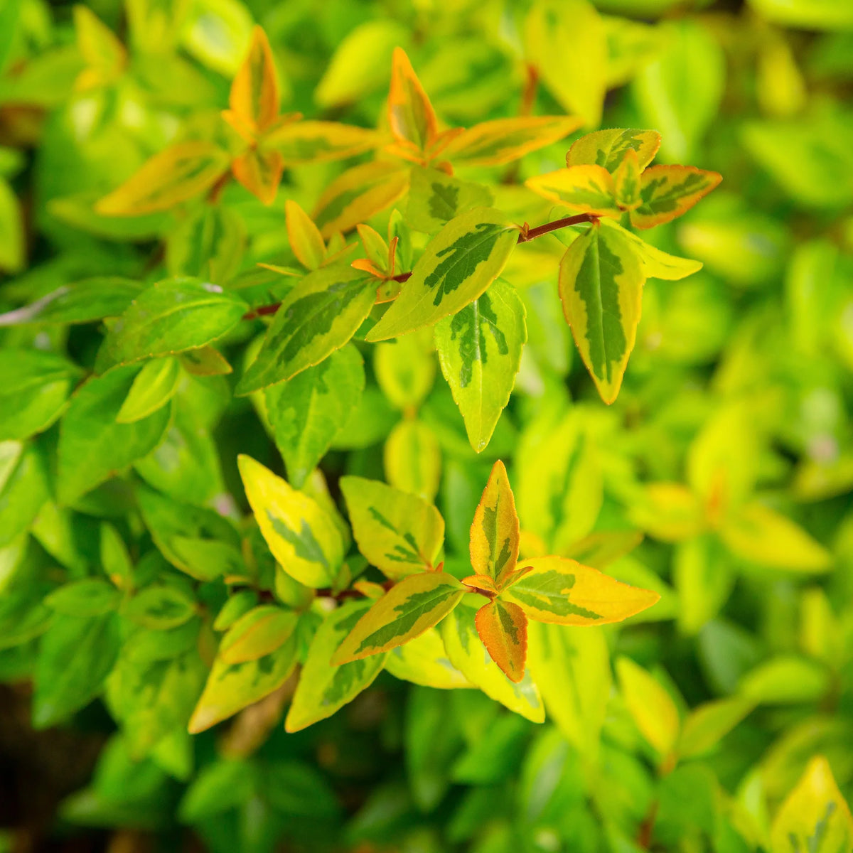 2 Gallon Live Shrub L721762