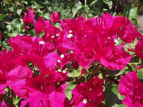 Live Flowering Plant - Bougainvillea Flower Plant G412541
