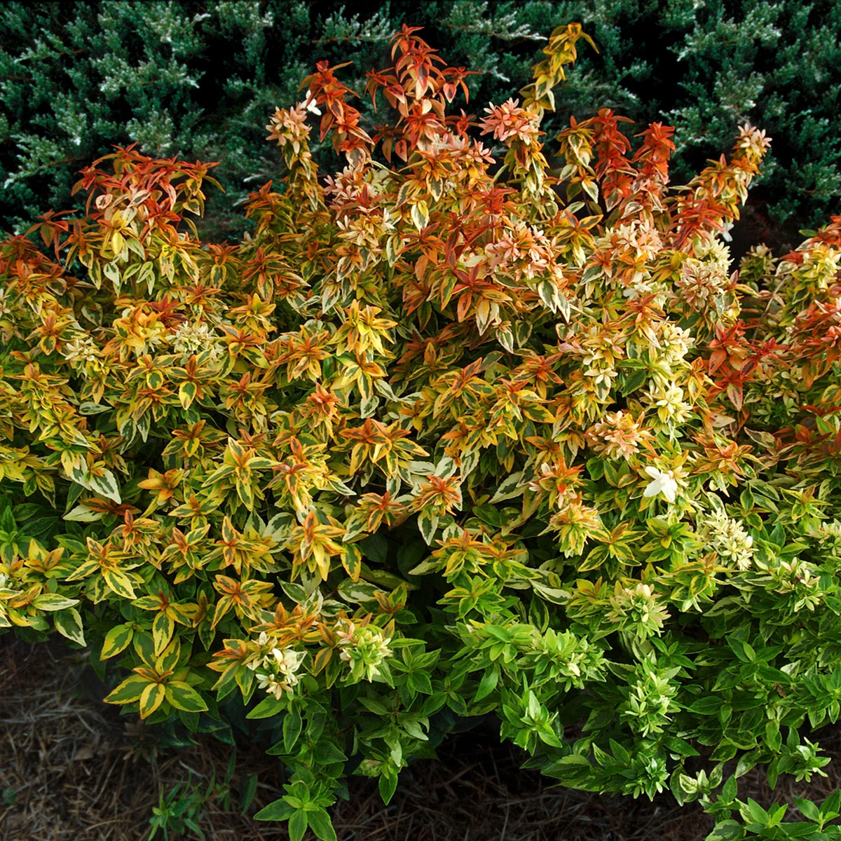 2 Gallon Live Shrub L721762