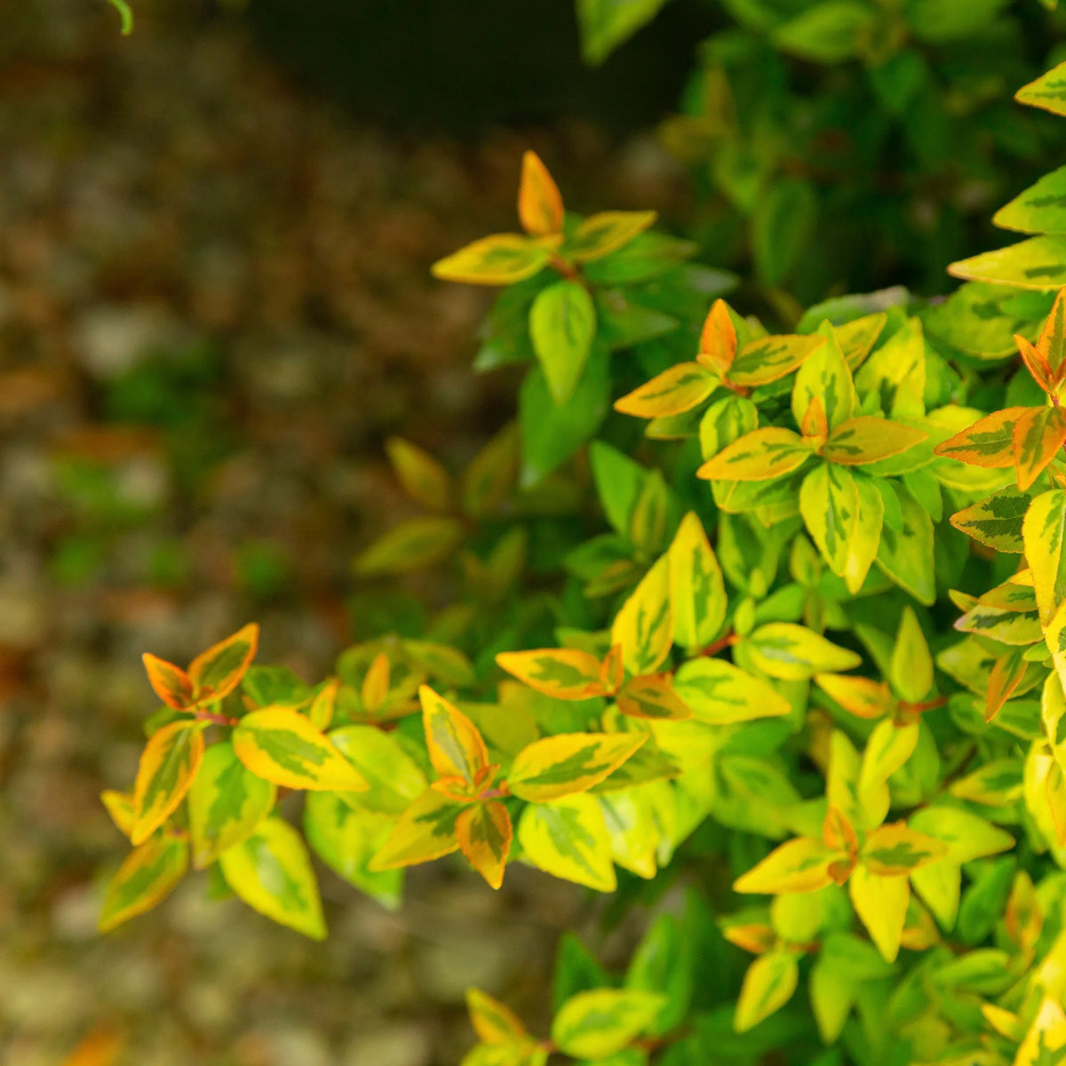2 Gallon Live Shrub L721762