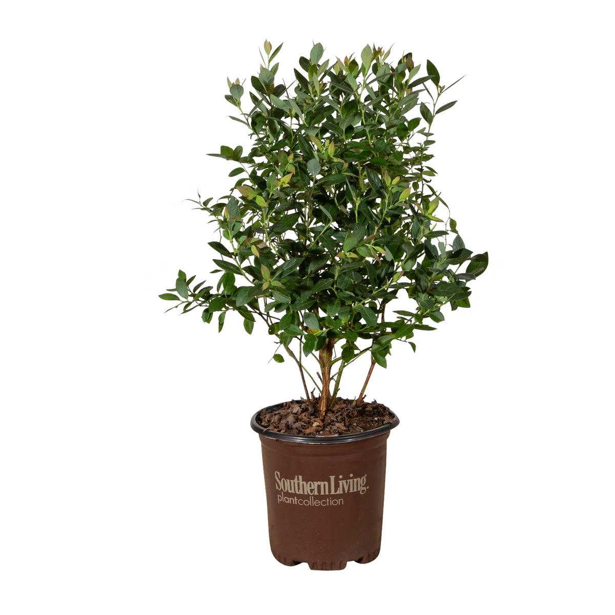 Blueberry (2.5 Quart) Deciduous Shrub Live Outdoor Plant W3103