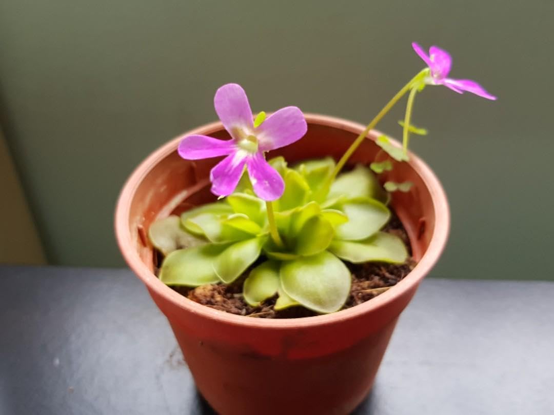 10pcs Butterwort Carnivorous Flower Seeds H4894