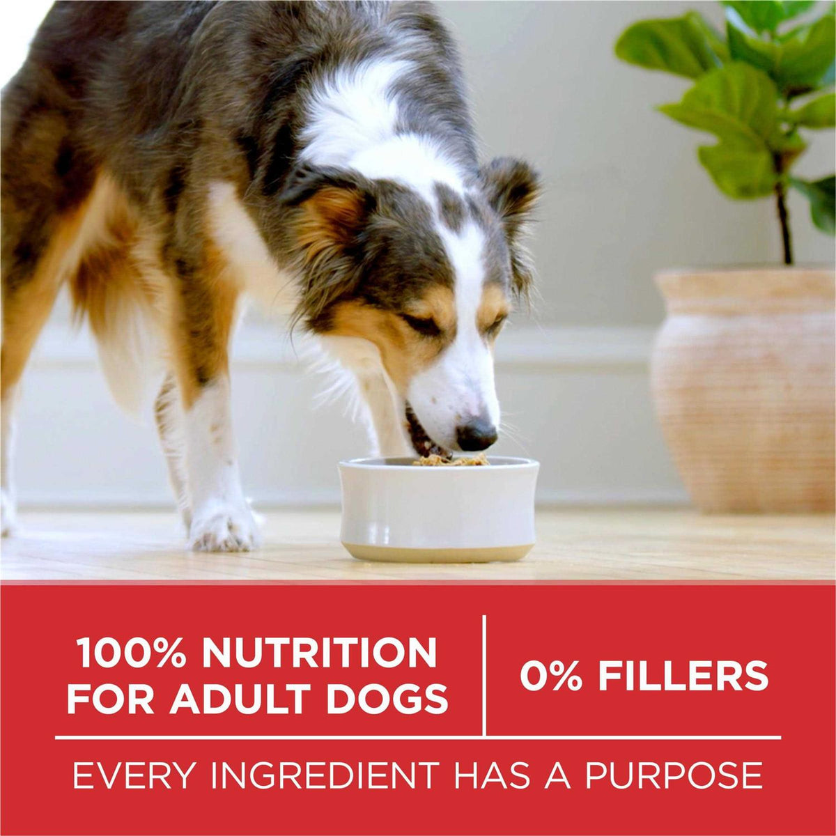 Beef & Rice Formula Dry Dog Food V4634