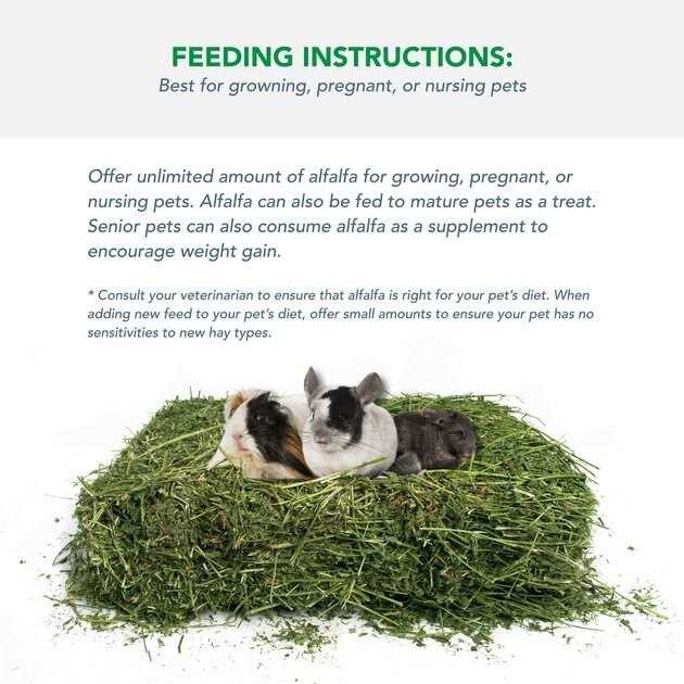 Alfalfa Hay for Rabbits & Small Pets Y918