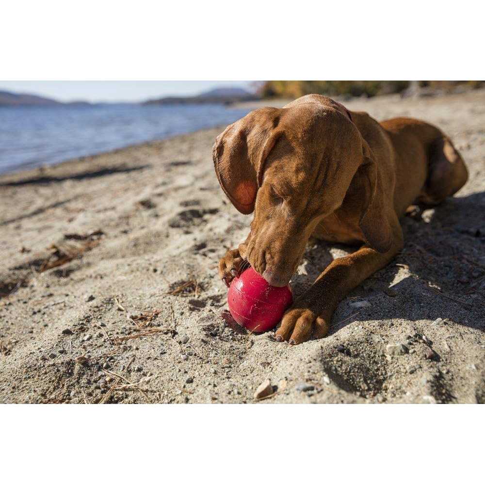 Dog Toy Ball X984856