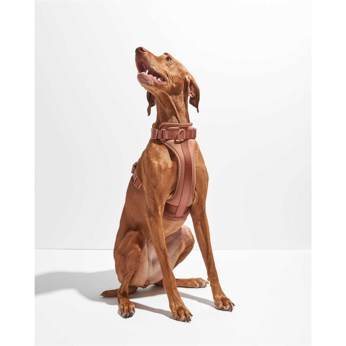Dog Harness Z130876